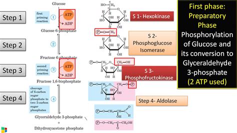 10 Steps of Glycolysis, Enzymes involved and Regulatory Enzymes of Glycolysis