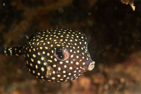 Boxfish: An Evolutionary Guide to Self-preservation | Roundglass | Sustain