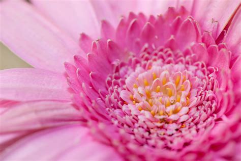 Pink Gerbera Free Stock Photo - Public Domain Pictures