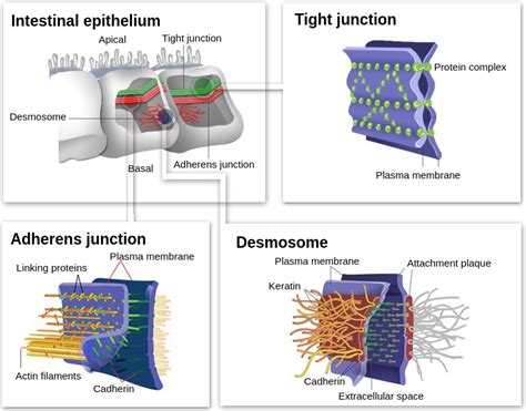 Cell junctions - Labster