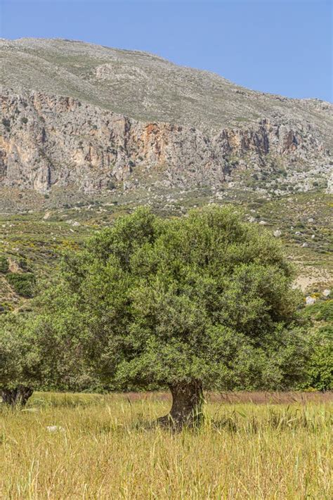 View on an Old Olive Tree on the Greek Island of Crete in Summer Stock ...