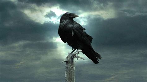 Gothic Crow Wallpapers - Top Free Gothic Crow Backgrounds - WallpaperAccess