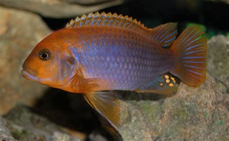 Rusty Cichlid Aquarium Fish For Home | Breeding & Feeding Guide