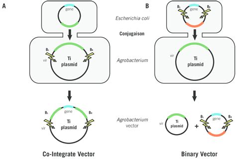 Schematic representation of co-integrate and binary vectors. A ...