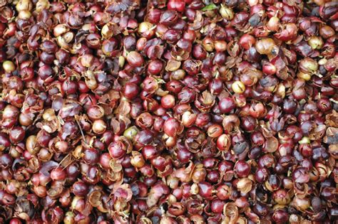 What is Cascara? - Fresh Cup Magazine