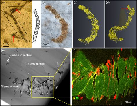 Application of imaging techniques to the analysis of putative ...