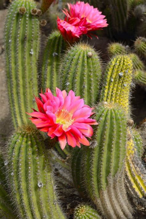 Cactus in a Desert Landscape. Stock Photo - Image of color, relax: 16735642