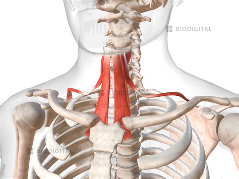 Infrahyoid muscles | BioDigital Anatomy