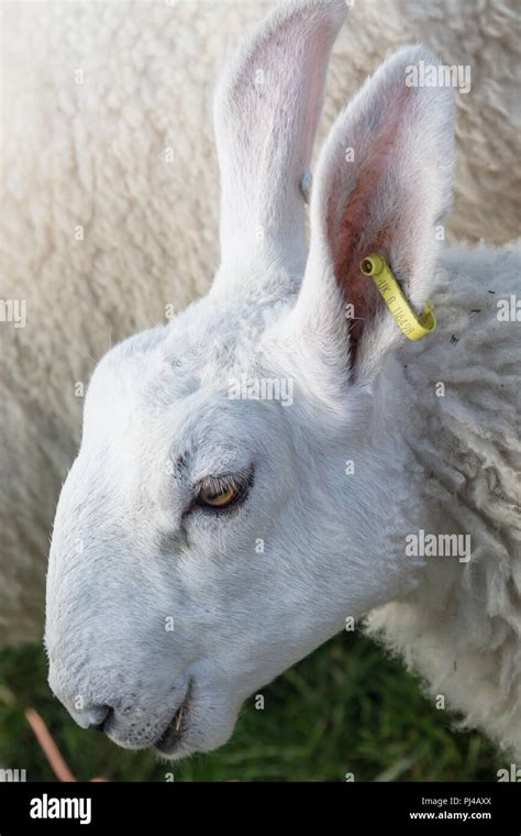 Border Leicester Sheep Stock Photo - Alamy