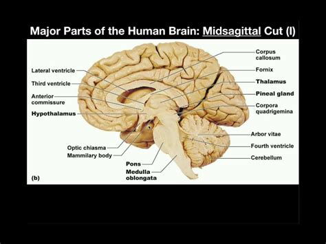 Midsagittal View Of The Brain Labeled