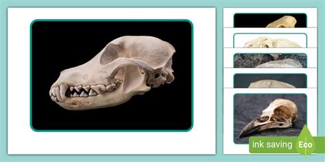 Omnivore Skulls Photo Pack, omnivore skulls, omnivores, omnivore skulls