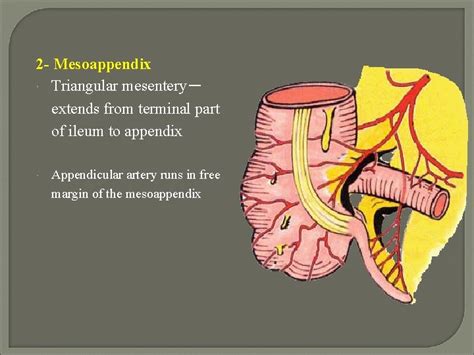 The peritoneum General features The peritoneum is a