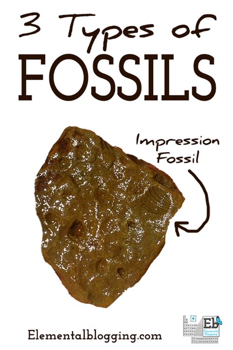 3 Types of Fossils | Homeschool Science Corner