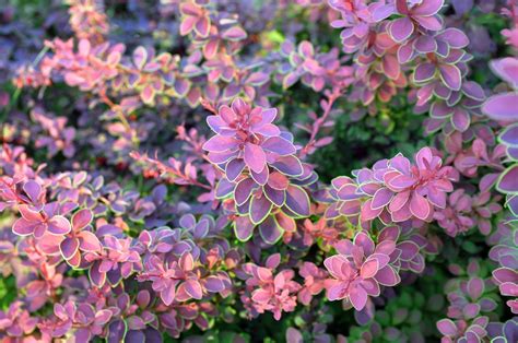 8 Berberis Varieties That Look Great | Horticulture.co.uk