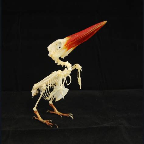 Beautiful Javan Kingfisher Skeleton, real bone, available at natur