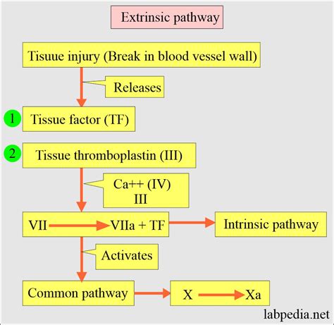 Blood Clotting Cascade