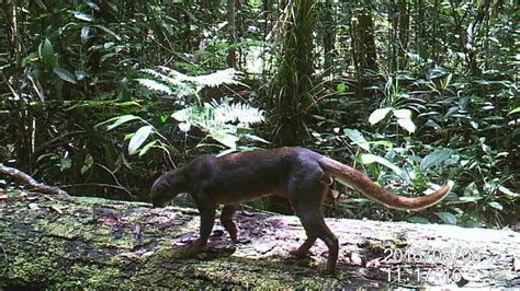 Extremely rare bay cat filmed in Borneo