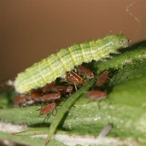 Winter Moth Caterpillar