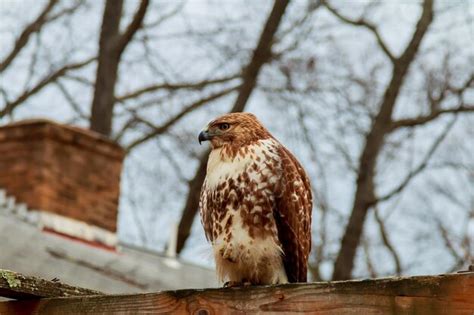 Premium Photo | European eagle owl eurasian closeup face big eyes wisdom the evil eye