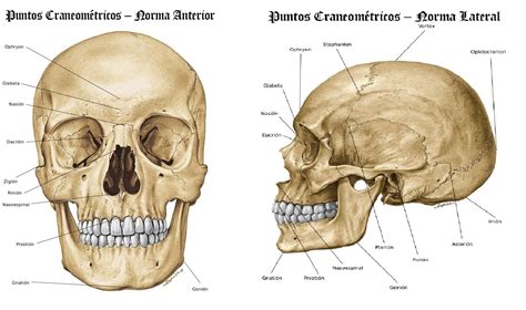 Huesos del craneo - Anatomía Cervantes