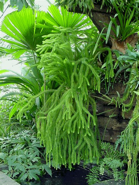 Tassel Ferns and Clubmosses - Australian Plant Information