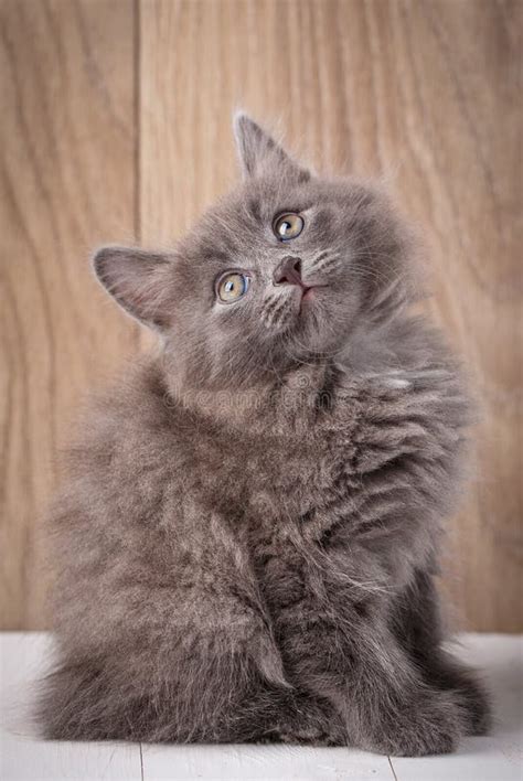 Gray Kurilian Bobtail Kittens Portrait Stock Image - Image of cute ...