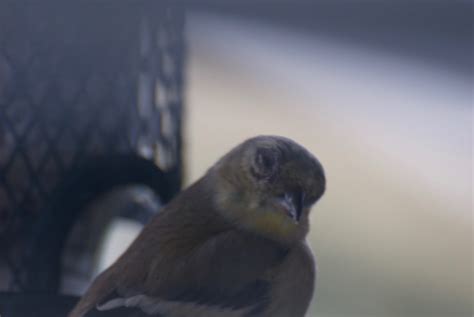 goldfinch with eye disease - FeederWatch