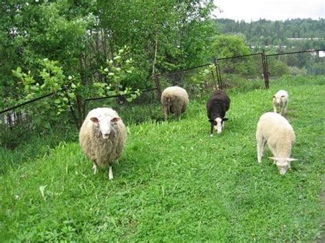 What does 'feed my lambs' mean? - Radical Living