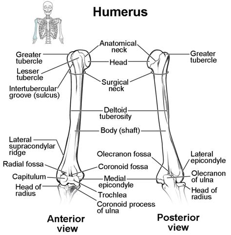 Bones of the Upper Limb | Anatomy and Physiology I