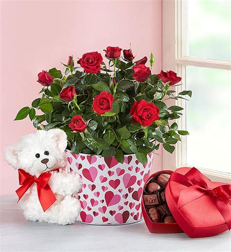 I'm Sorry Flowers | I'm Sorry Gifts | 1-800-FLOWERS.COM