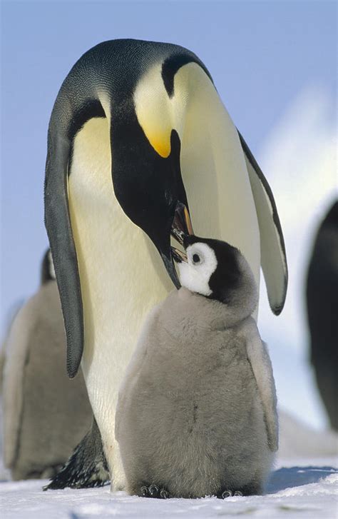 Emperor Penguin Parent Feeding Chick Photograph by Konrad Wothe - Fine Art America