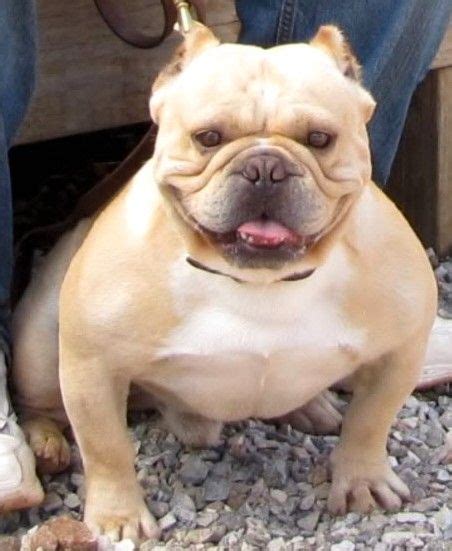 SHORTY BULLS - SHORTY BULL DIVISION | Grand dog, Bully blue, Dog breeds