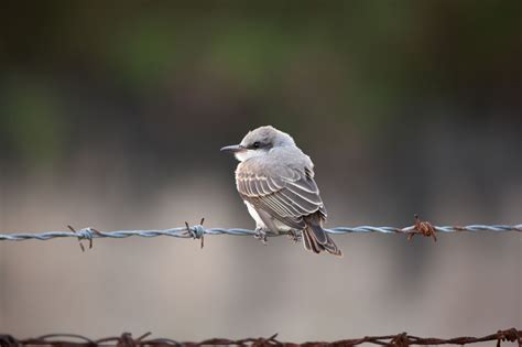 Pitirre Joven / Juvenile Gray Kingbird / Tyrannus dominicensis | World birds, Bear names, Flycatcher