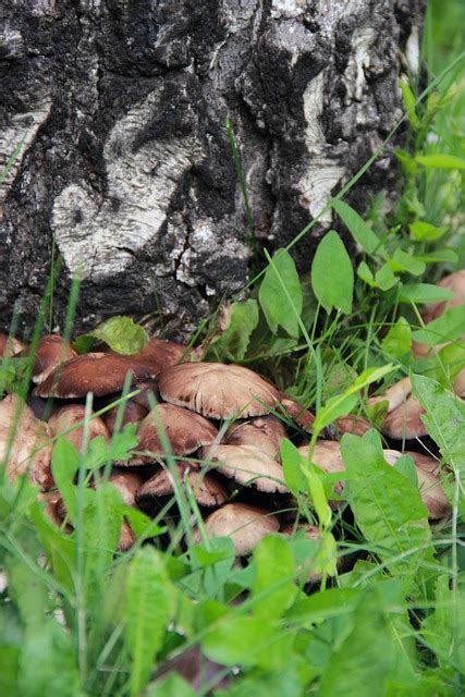 Mushrooms Summer Stump - Free photo on Pixabay - Pixabay