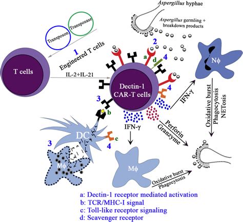 | CD8 + T cells activity in the immune response. Differentiation of CD8... | Download Scientific ...