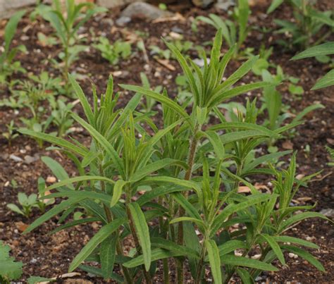 File:Butterfly Weed Asclepias tuberosa Young Stems 2056px.JPG - Wikimedia Commons