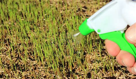 A Watering Guide For Healthy New Grass Seed