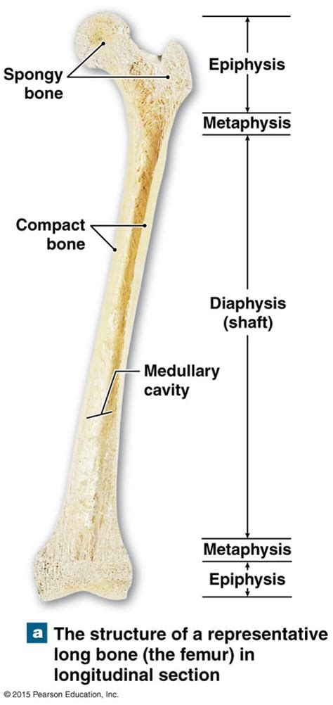 Human Femur Bone Anatomy ~ Skeletal System Femur | Bodbocwasuon