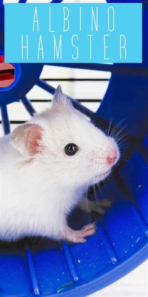 Albino Hamster - Unexpected Information About White Hamsters