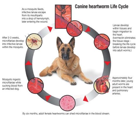 The Importance of Heartworm Prevention | EAHS