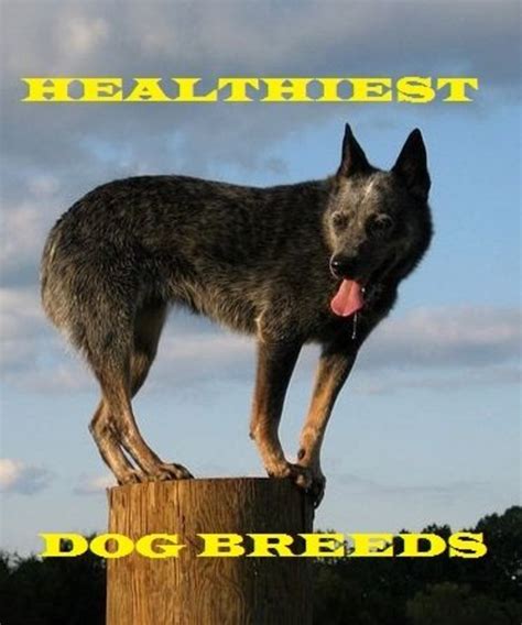 Five Actually Healthiest Dog Breeds - PetHelpful