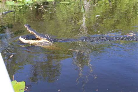 Everglades National Park: Airboat Tour and Wildlife Show | GetYourGuide