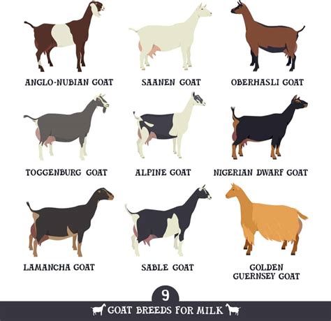 7 Dairy Goat Breeds That Make the Best Homestead Milking Goat - Outdoor Happens