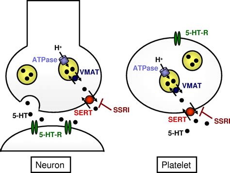 SSRI and Upper GI Bleed: Mechanism | Medicine Specifics