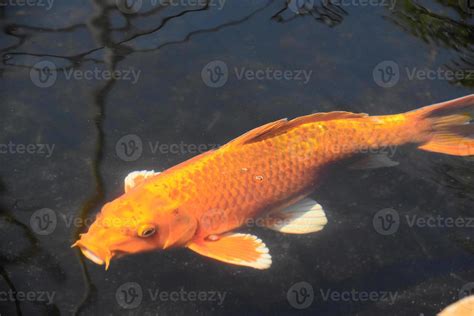 Orange Japanese Koi Fish Swimming in a Pond 9595730 Stock Photo at Vecteezy