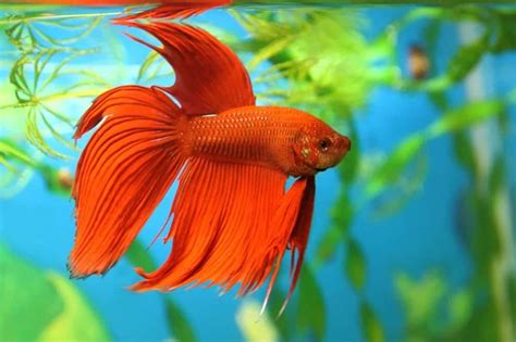 7 of the Most Colorful Betta Fish for Your Home Fish Tank – Nayturr