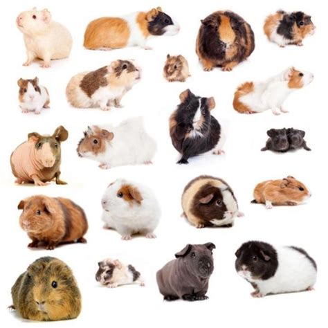 Guinea Pig Breeds: Hair Types and Colors