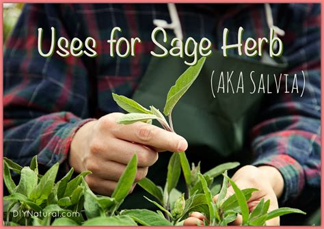 Uses For Sage Herb AKA The Salvia Plant