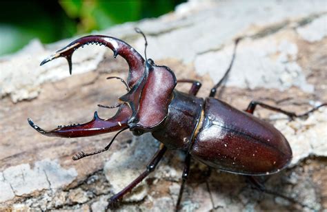 Giant stag beetle (Lucanus elaphus) larvae for sale – David's Beetles