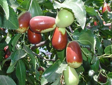 Lang Jujube Tree • Just Fruits and Exotics